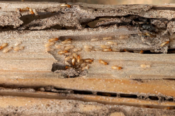 Best Bed Bug Extermination  in Mondovi, WI